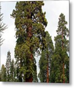 Sequoia Tree  6615 Metal Print