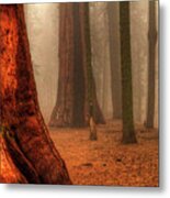 Sequoias Touching The Clouds Metal Print