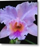 Serendipity Orchid Metal Print