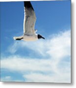 Serenity Seagull Metal Print