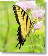 Series Of Yellow Swallowtail #2 Of 6 Metal Print
