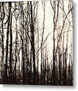 Series Silent Woods 3 Metal Print