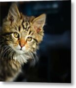 Serious Cat Portrait Metal Print