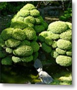 Sf Japanese Tea Garden Study 6 Metal Print