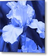 Shades Of Blue Iris Metal Print