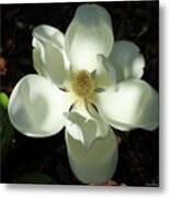 Shadows Of Beauty Magnolia Flower Art Metal Print