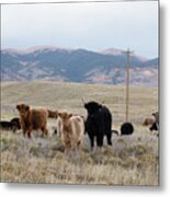 Shaggy-coated Cattle Near Jefferson Metal Print