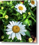 Shasta Daisy Metal Print