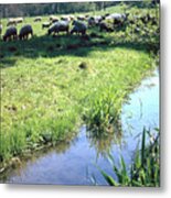 Sheep Metal Print