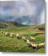 Sheep In Carphatian Mountains Metal Print