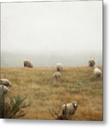 Sheep On A Foggy Morning Metal Print