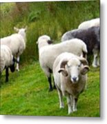 Sheep With Culed Horns Metal Print