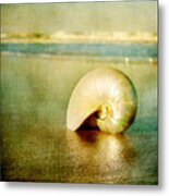 Shell In Sand Metal Print