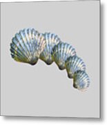 Shell Shape Design Metal Print