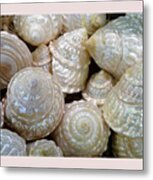 Shells - 4 Metal Print