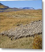 Shepherd Moving The Flock - Telluride Colorado Metal Print