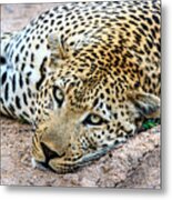 She's Looking At You Metal Print