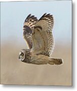 Short-eared Owl Hunting Metal Print