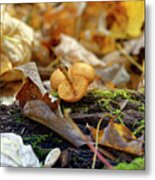 'shrooms Metal Print