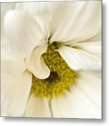 Shy White Dahlia Metal Print