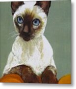 Siamese Cat Metal Print