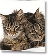 Siberian Cats Metal Print