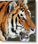 Siberian Tiger Profile Metal Print