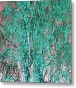 Silver Birch In Turquoise Metal Print
