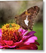 Silver Spotted Skipper Metal Print