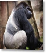 Silverback Metal Print