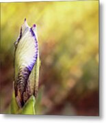 Single Iris Bud - Flower Photography Metal Print