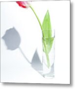 Single Tulip In A Glass Vase Metal Print