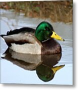 Sitting Duck Metal Print