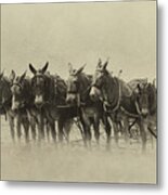 Six Mules, And One More Metal Print