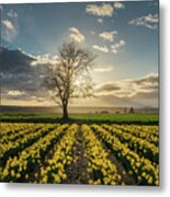 Skagit Daffodils Lone Tree Metal Print