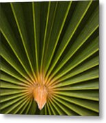 Skc 9959 Palm Spread Metal Print