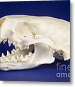 Skull Of A River Otter Metal Print