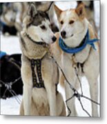 Sled Dogs Metal Print