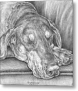 Sleeping Beauty - Doberman Pinscher Dog Art Print Metal Print