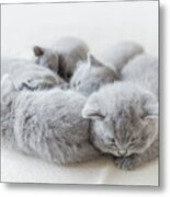Sleeping Little Cats In A Group. British Shorthair. Metal Print