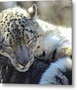 Sleeping Snow Leopard Metal Print