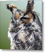 Sleepy Great Horned Owl Metal Print