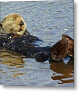Sleepy Sea Otter Metal Print