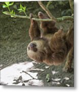 Sloth In Tree Metal Print