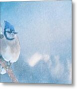 Small Blue Jay In Snowstorm Metal Print