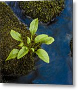 Small Sprout Metal Print