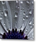 Small Wonders Metal Print