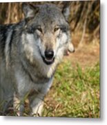 Smiling Wolf Metal Print