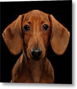 Smooth-haired Dachshund Metal Print