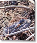 Snake Metal Print